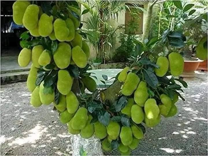 Vietnam Jackfruit plant