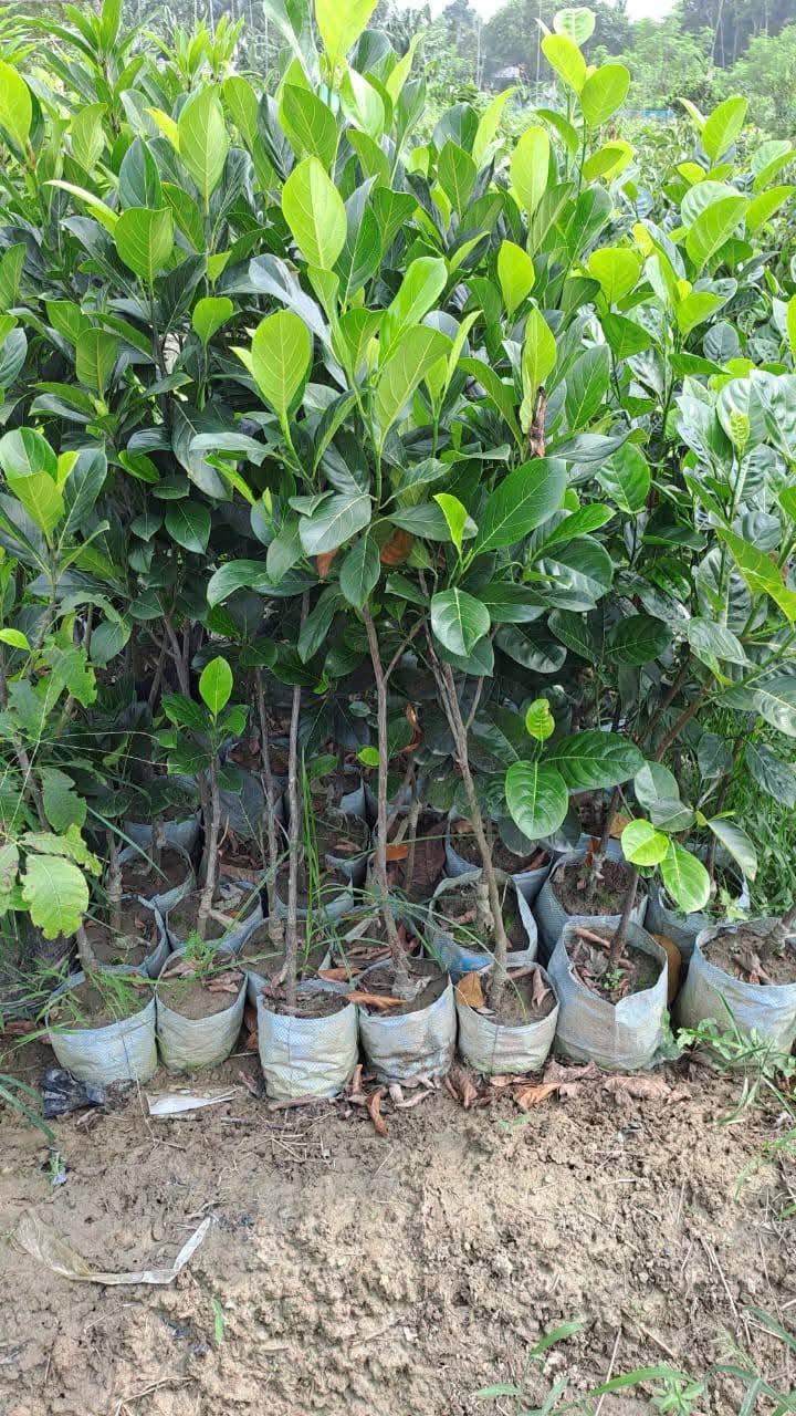 Vietnam Jackfruit plant