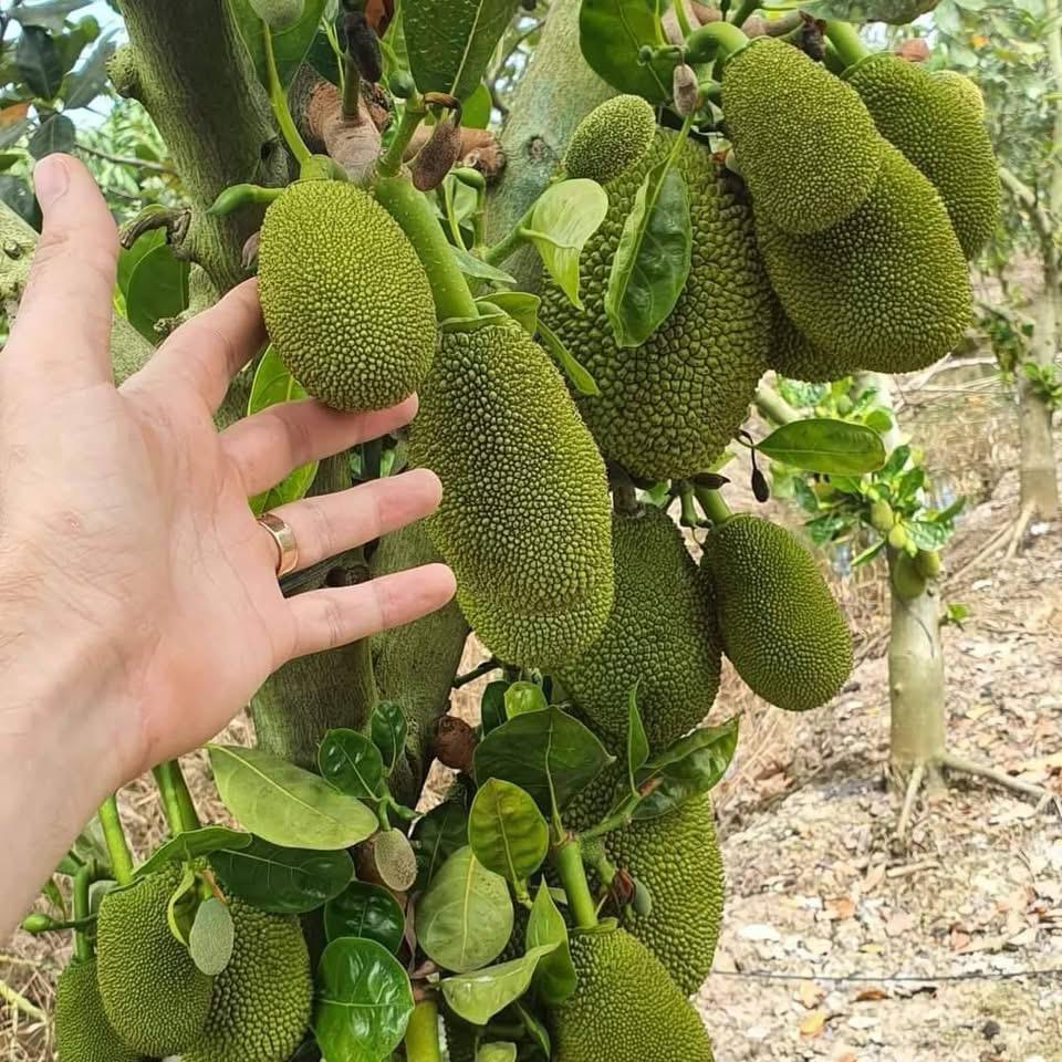 Vietnam Jackfruit plant
