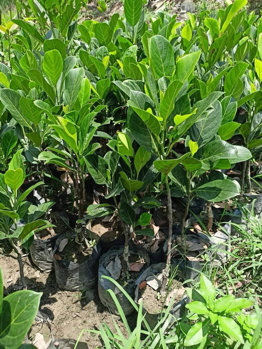 Vietnam Jackfruit plant