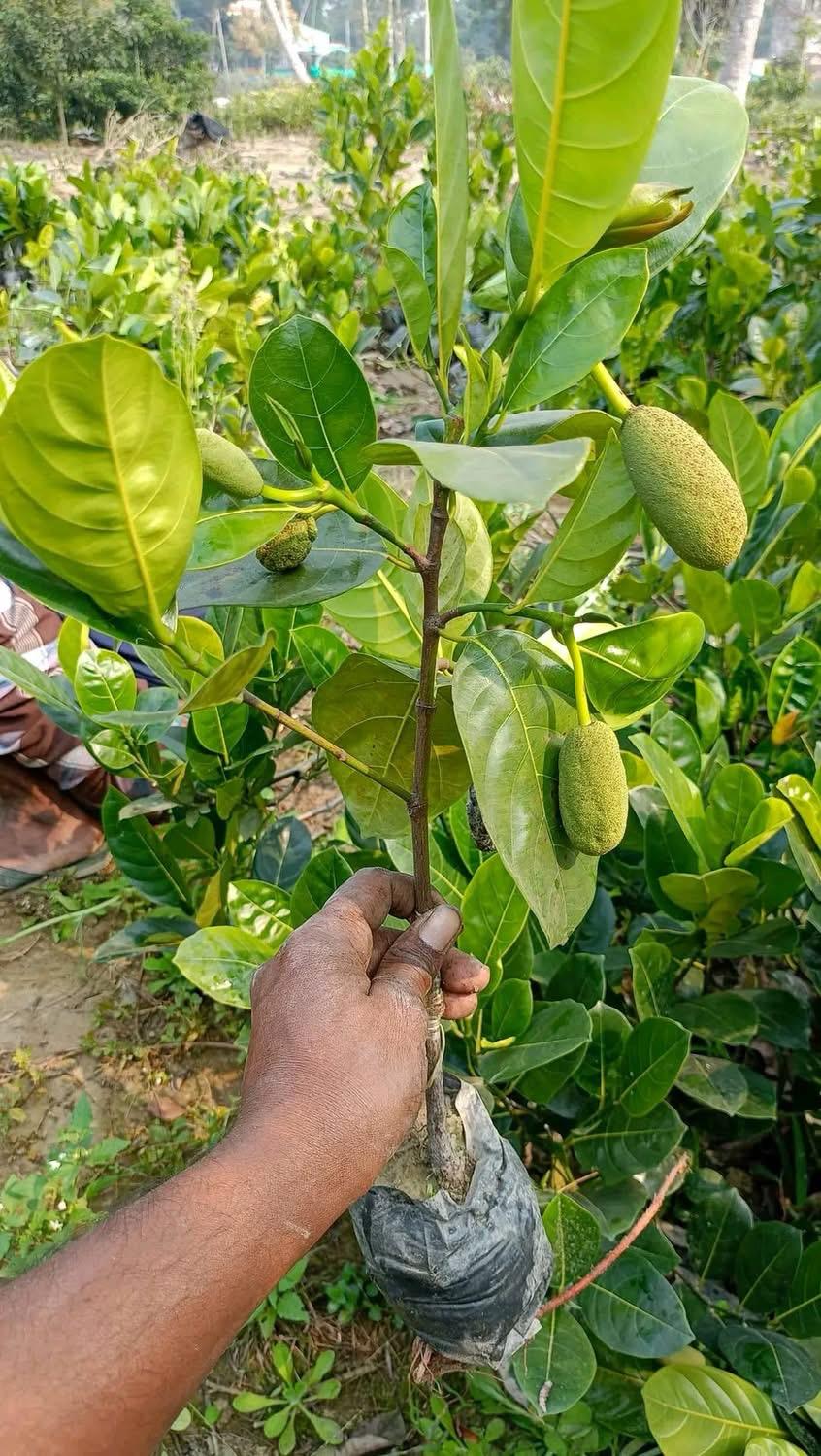 Vietnam Jackfruit plant