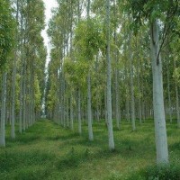 Tree Eucalyptus/Safeda (Eucalyptus spp.)