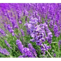  Herb Lavender