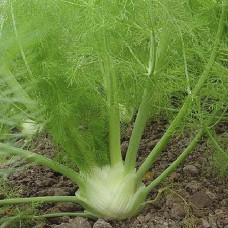  Herb Fennel Florence 