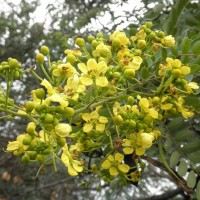 Tree Cassia glauca