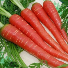  Carrot Red Long Carrot/Gajar