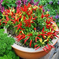 Ornamental Chilli Choice Pointed Mix