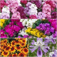  Exotic Winter Flowers-4 Packets