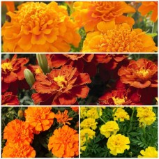 French Marigold Flower Kit-4 Packets