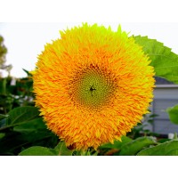 Sunflower-Helianthus Teddy Bear