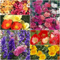 Direct Seed Sowing Winter Flowers-6 Packets