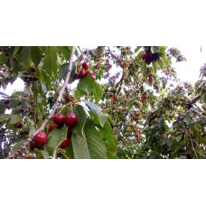 Cherry plants