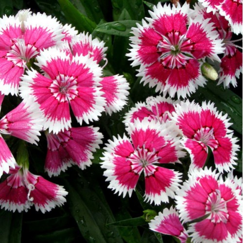 mix Chinese carnation Hedwiga Baby Doll seeds