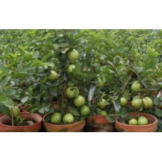 Red guava plants