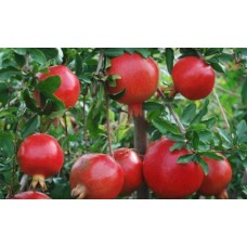 Pomegranate plants