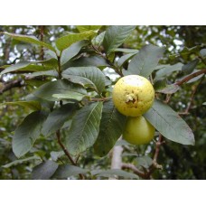Tree Guava (Psidium guajava)