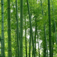 Tree Bamboo (Bamboosa)