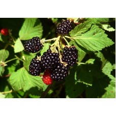 Black berries plants