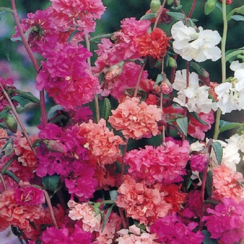 Clarkia 'Elegans Double Delight Mixed' King's Quality Pack Flower Seeds 