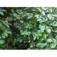 Guava plants