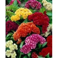 Best seller Summer Flower Kit- 10 Packets