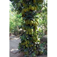 Jackfruit plants