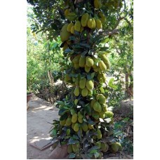 Jackfruit plants