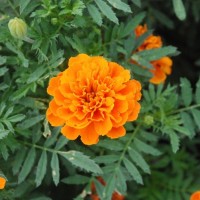 Marigold petula Orange