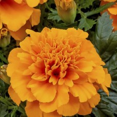  Marigold French Gulzafri Orange