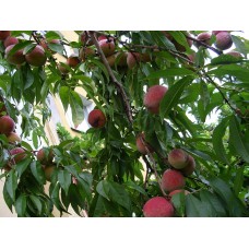 Peach plants