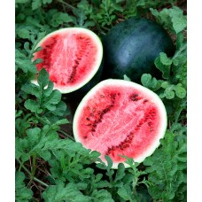 Watermelon Sugar Baby fruit