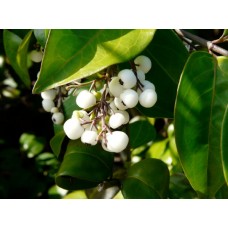 White Berries plants 