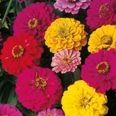  Best Seller Summer Flower Kit- 5 Packets